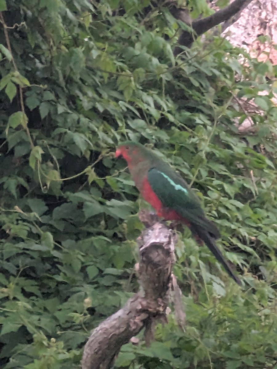 Königssittich - ML646105220