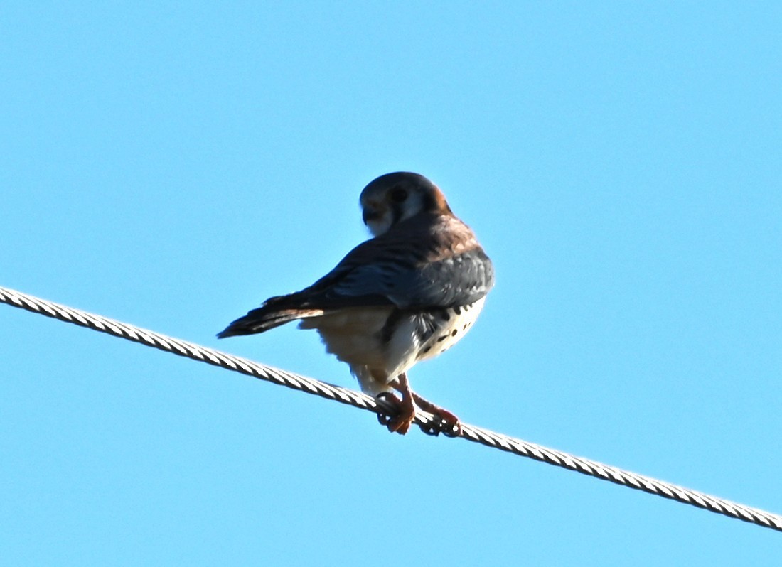 Buntfalke - ML646105221