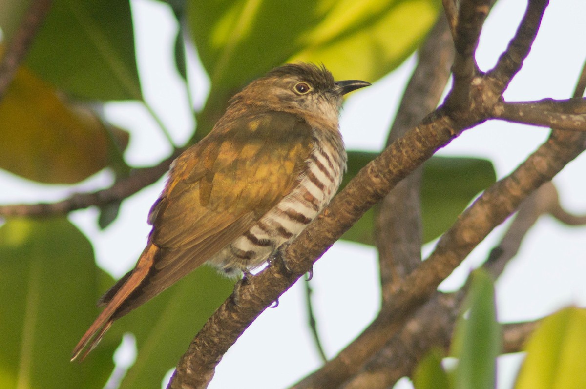 Grünscheitel-Bronzekuckuck - ML646105222