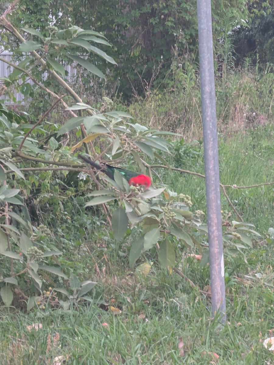 Königssittich - ML646105223