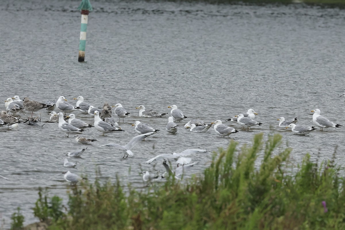 Steppenmöwe - ML646105224