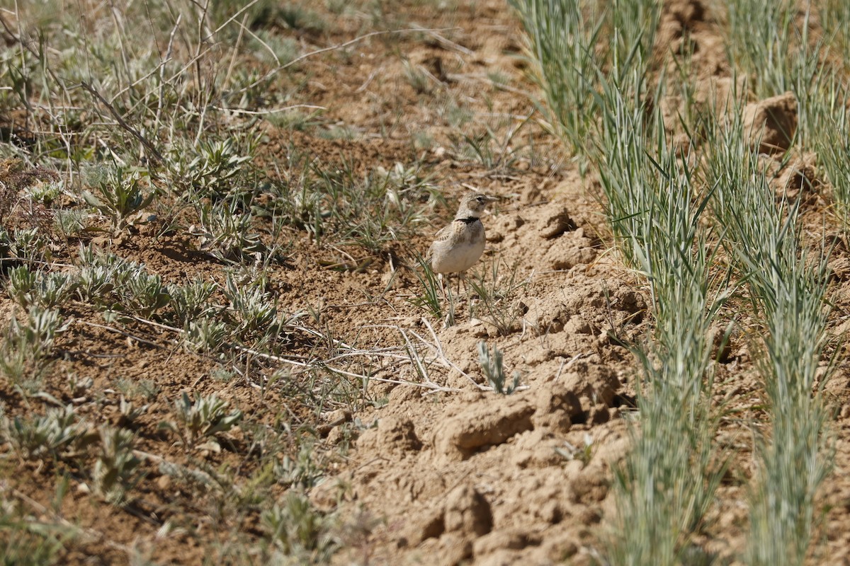 Kalanderlerche - ML646105225