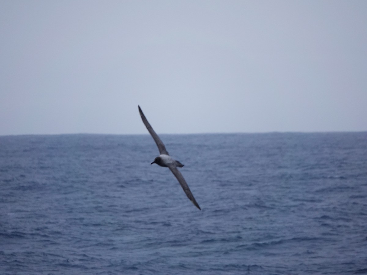 Graumantelalbatros - ML646105226