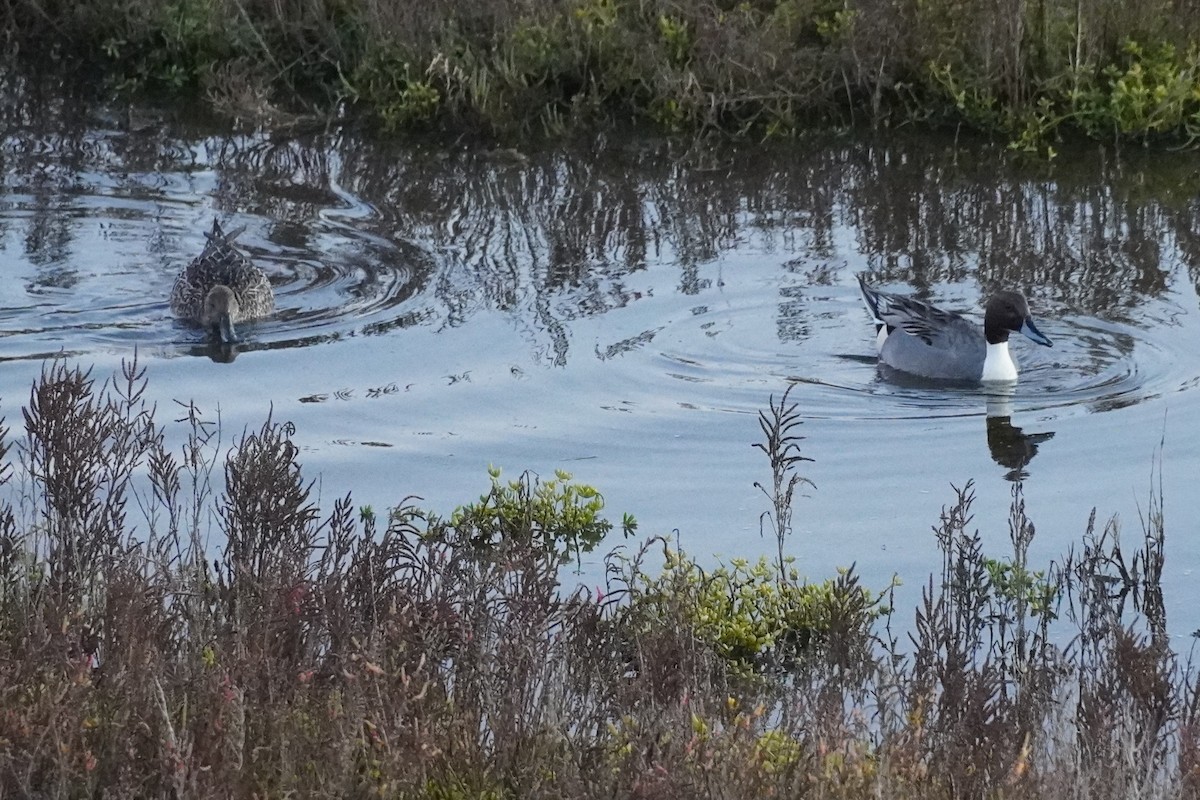 Spießente - ML646105227