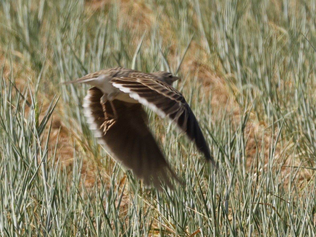 Kalanderlerche - ML646105228