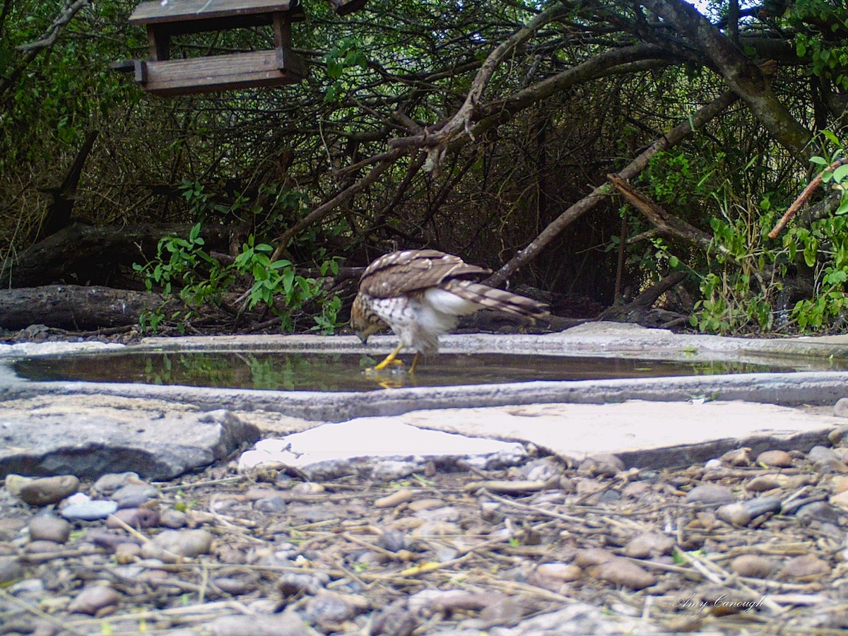 Rundschwanzhabicht - ML646105229