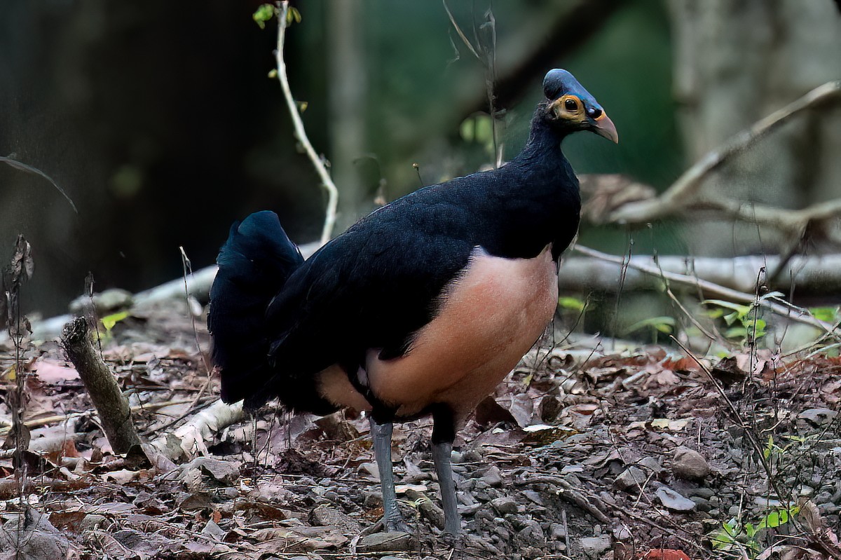 Hammerhuhn - ML646105230