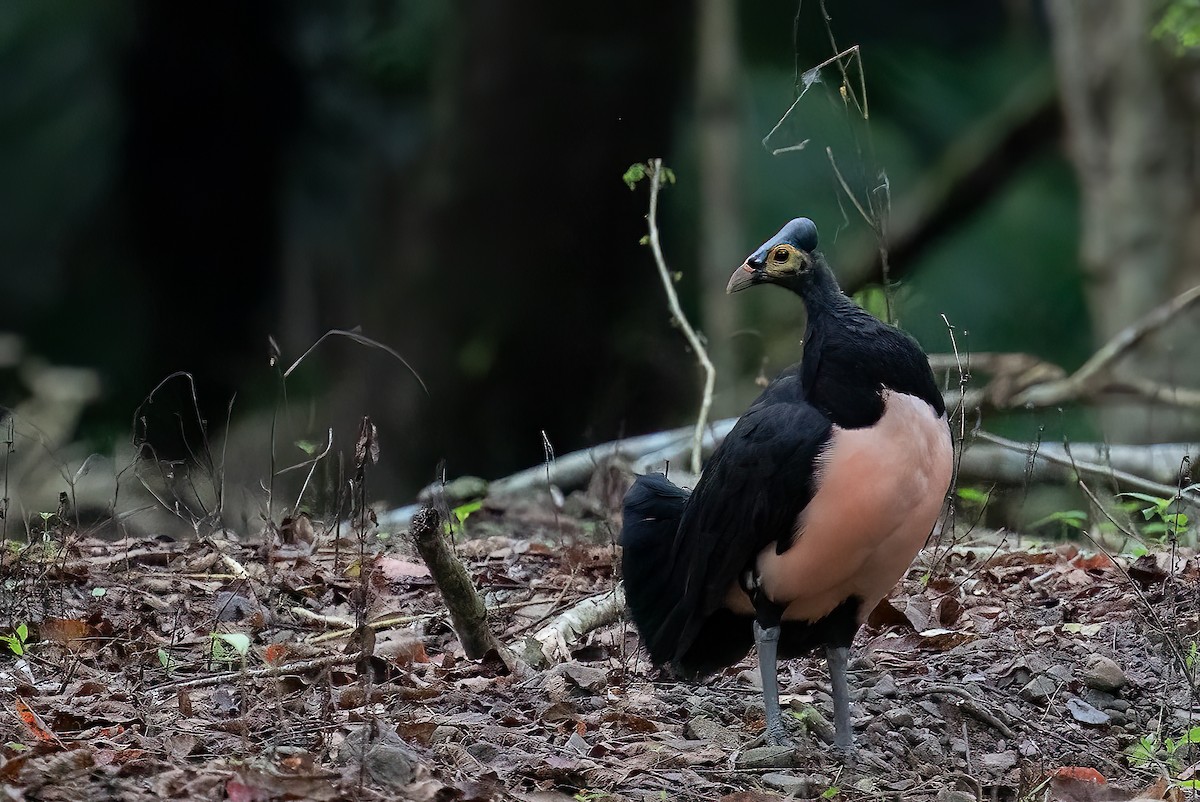 Hammerhuhn - ML646105231