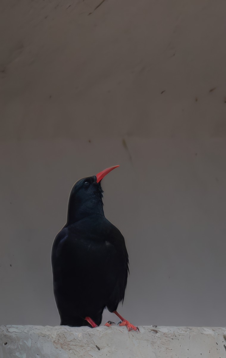 Alpenkrähe - ML646105232