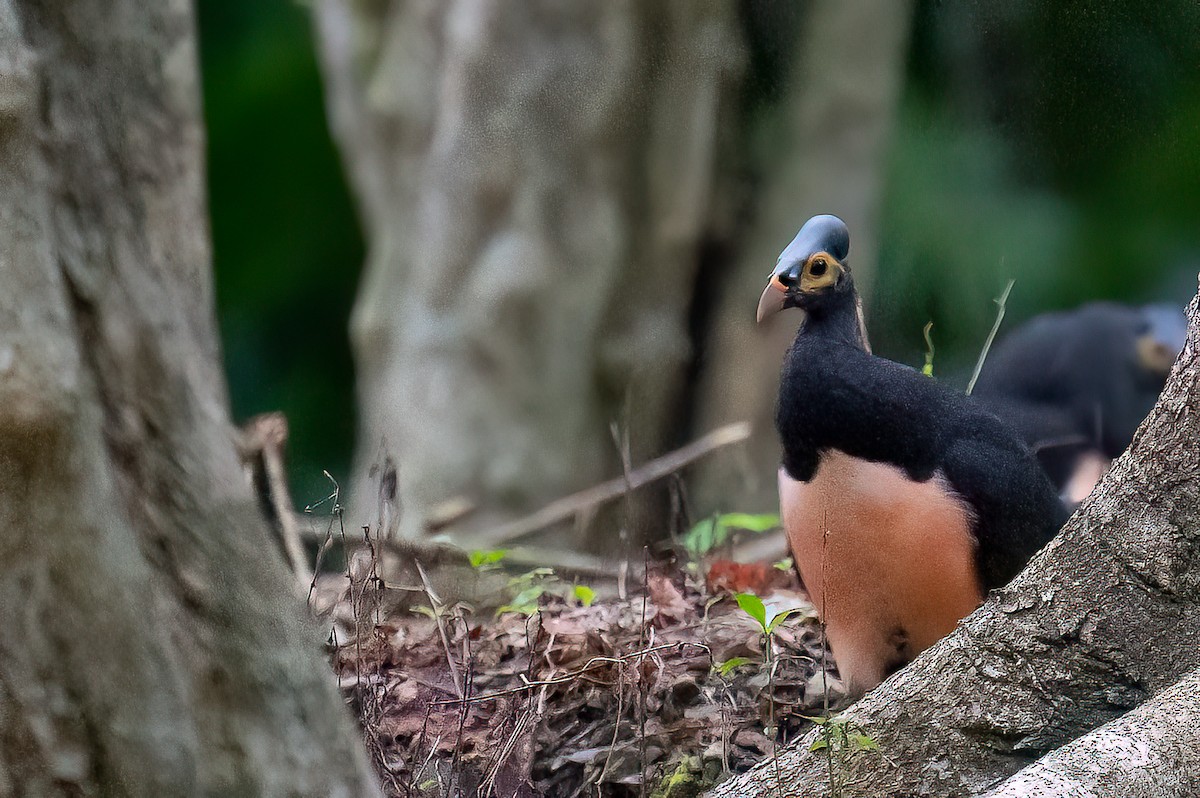 Hammerhuhn - ML646105233