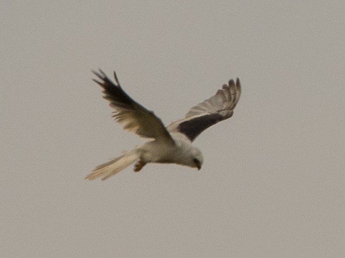 Weißschwanzaar - ML646105234