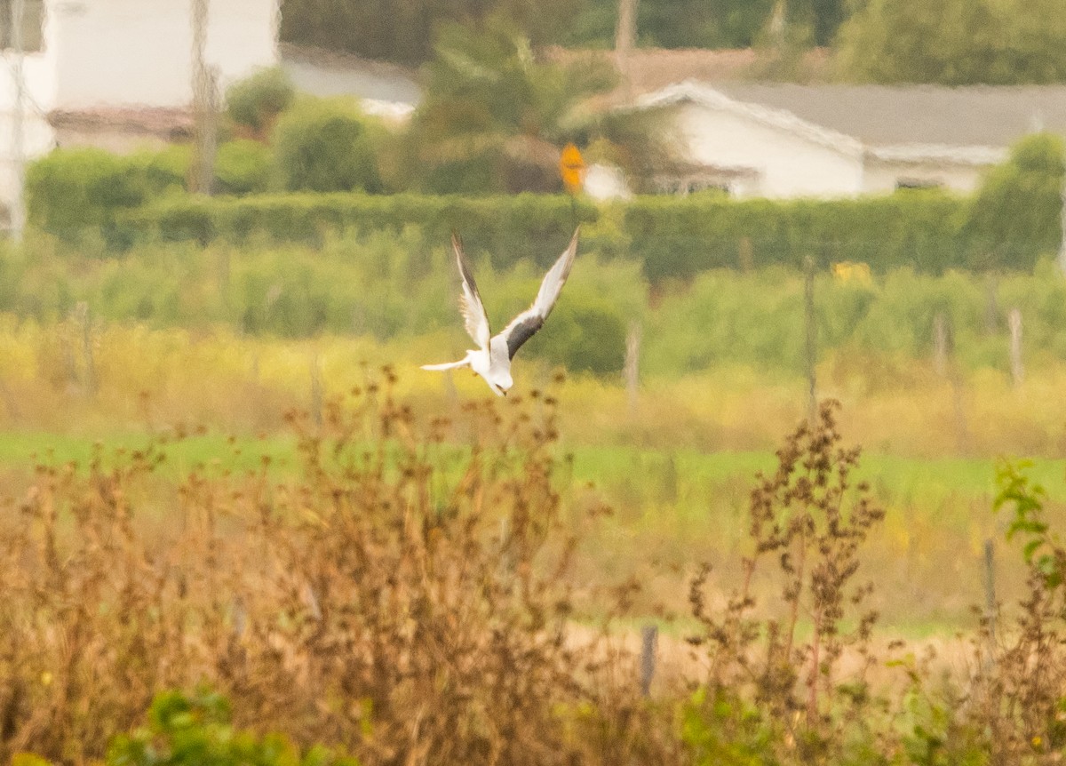 Weißschwanzaar - ML646105237