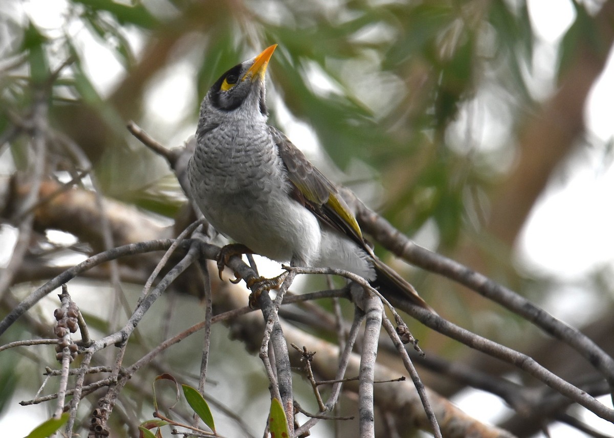 Weißstirn-Schwatzvogel - ML646105239
