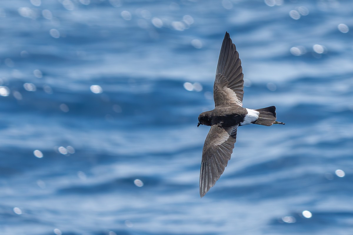 Buntfuß-Sturmschwalbe - ML646105243