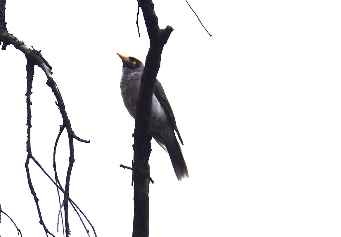 Weißstirn-Schwatzvogel - ML646105244