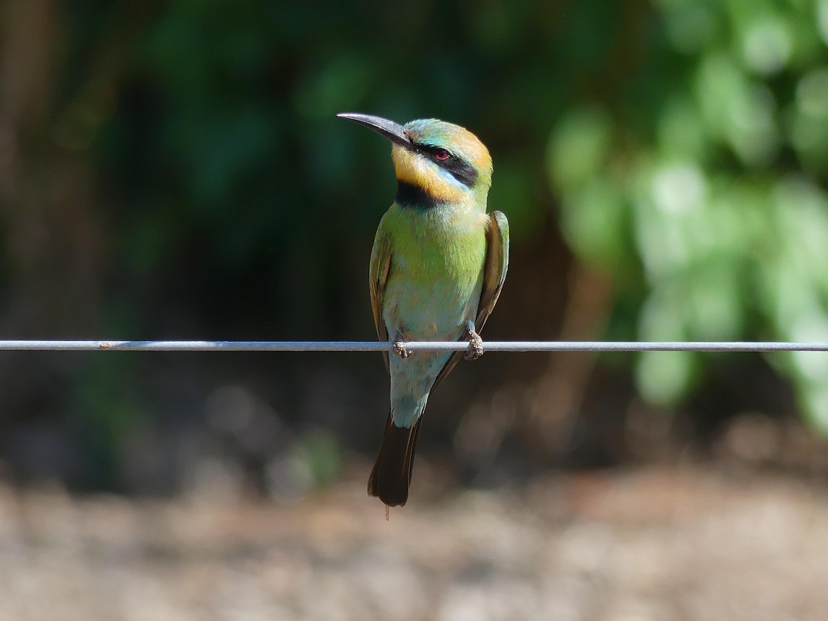 Regenbogenspint - ML646105245