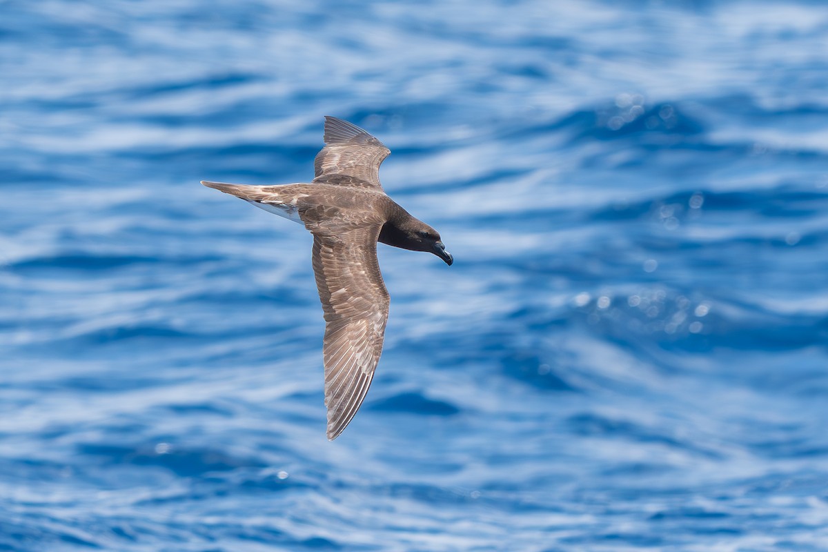 Tahitisturmvogel - ML646105246