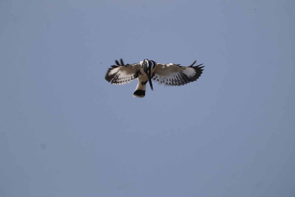פרפור עקוד - ML646105247