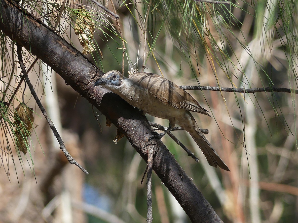 Glattstirn-Lederkopf - ML646105249
