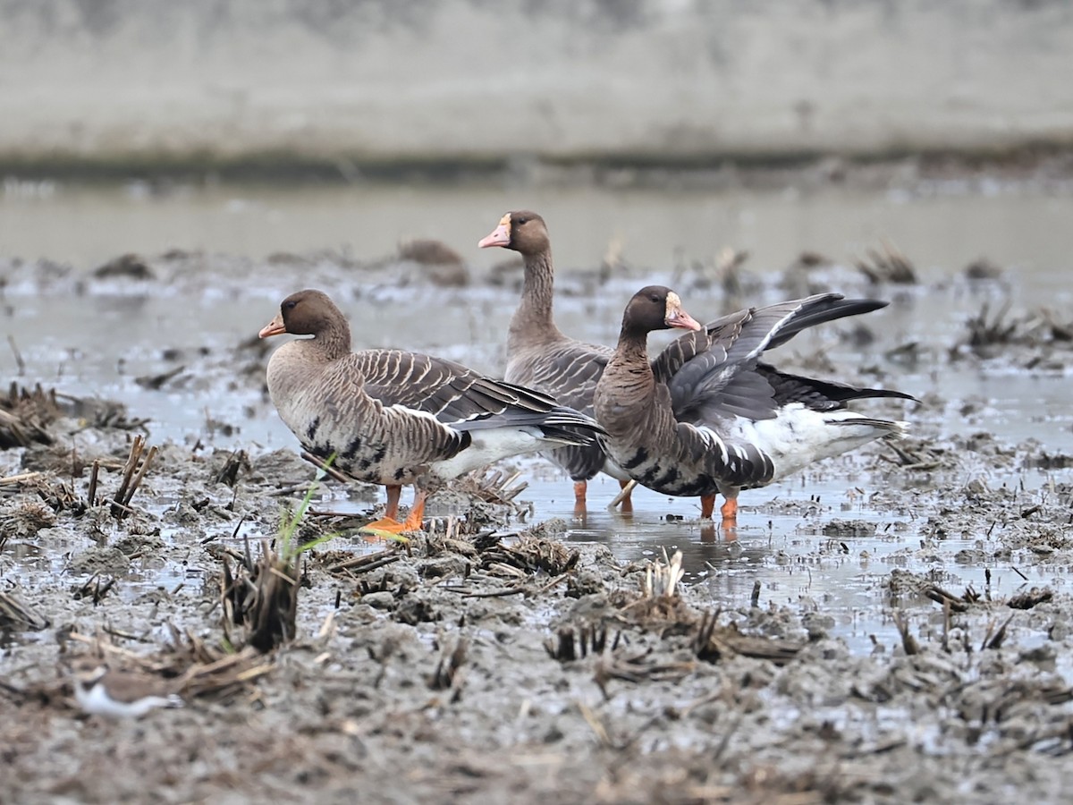 Blässgans - ML646105251