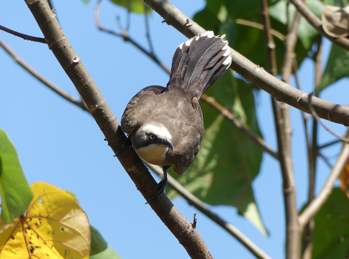 オーストラリアマルハシ - ML646105252