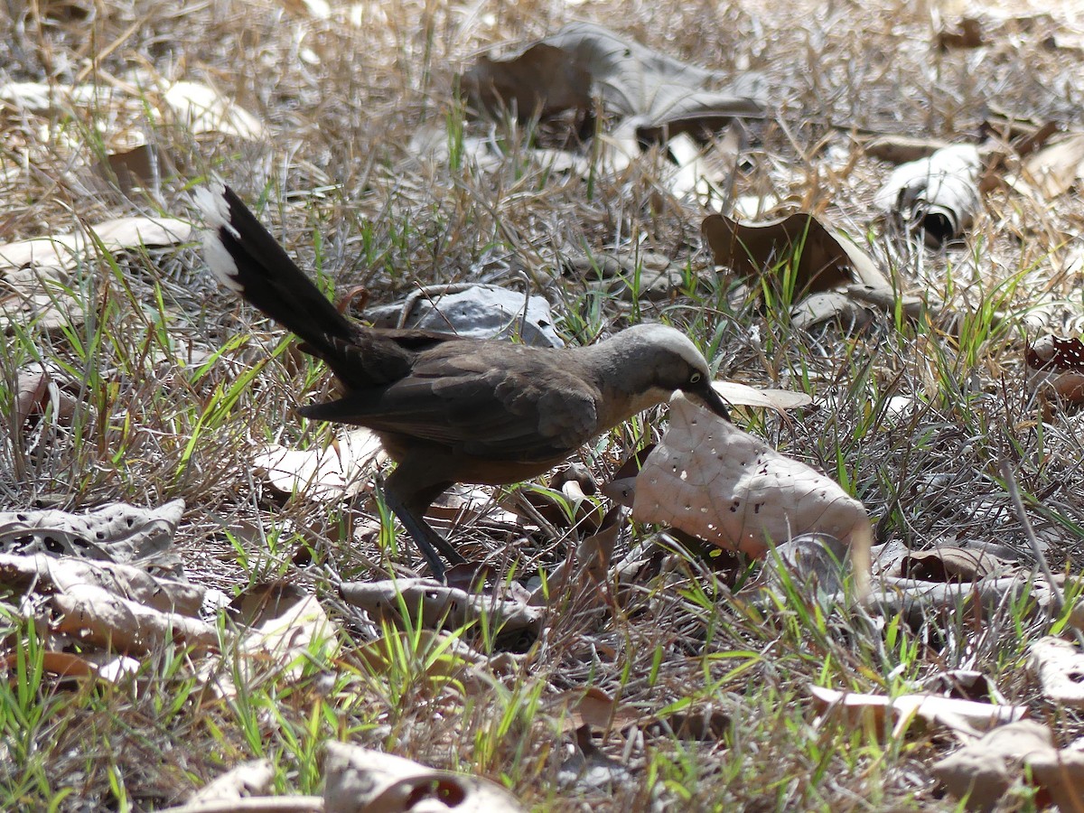 オーストラリアマルハシ - ML646105253