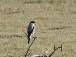 Antzandobi txikia - ML646105255