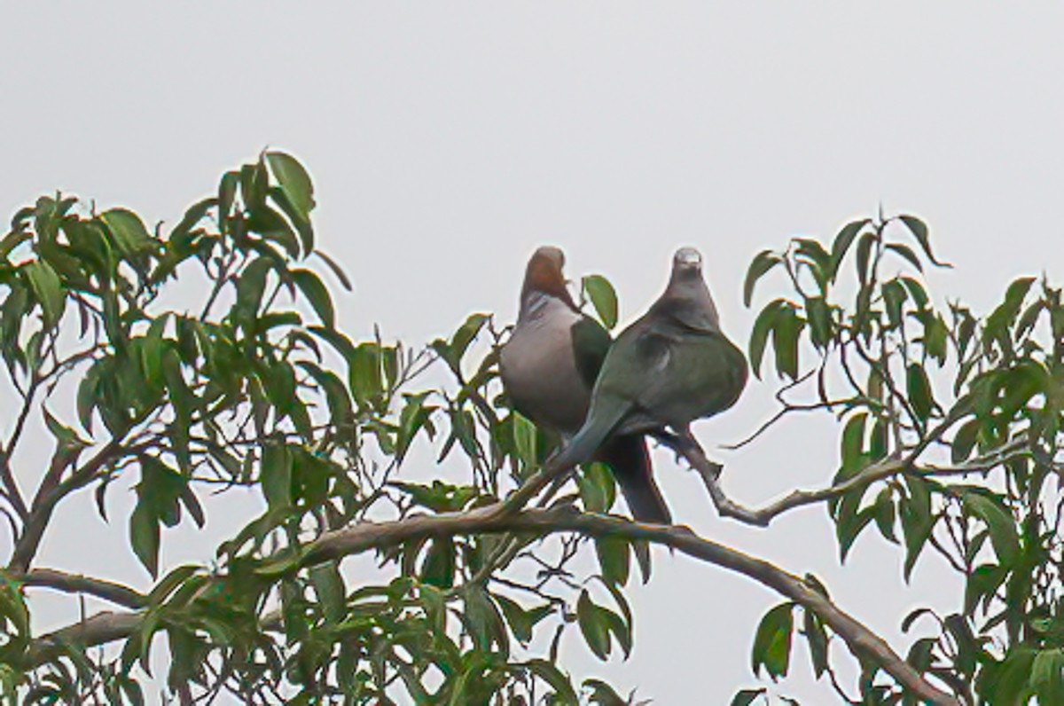 Green Imperial-Pigeon - ML646105259