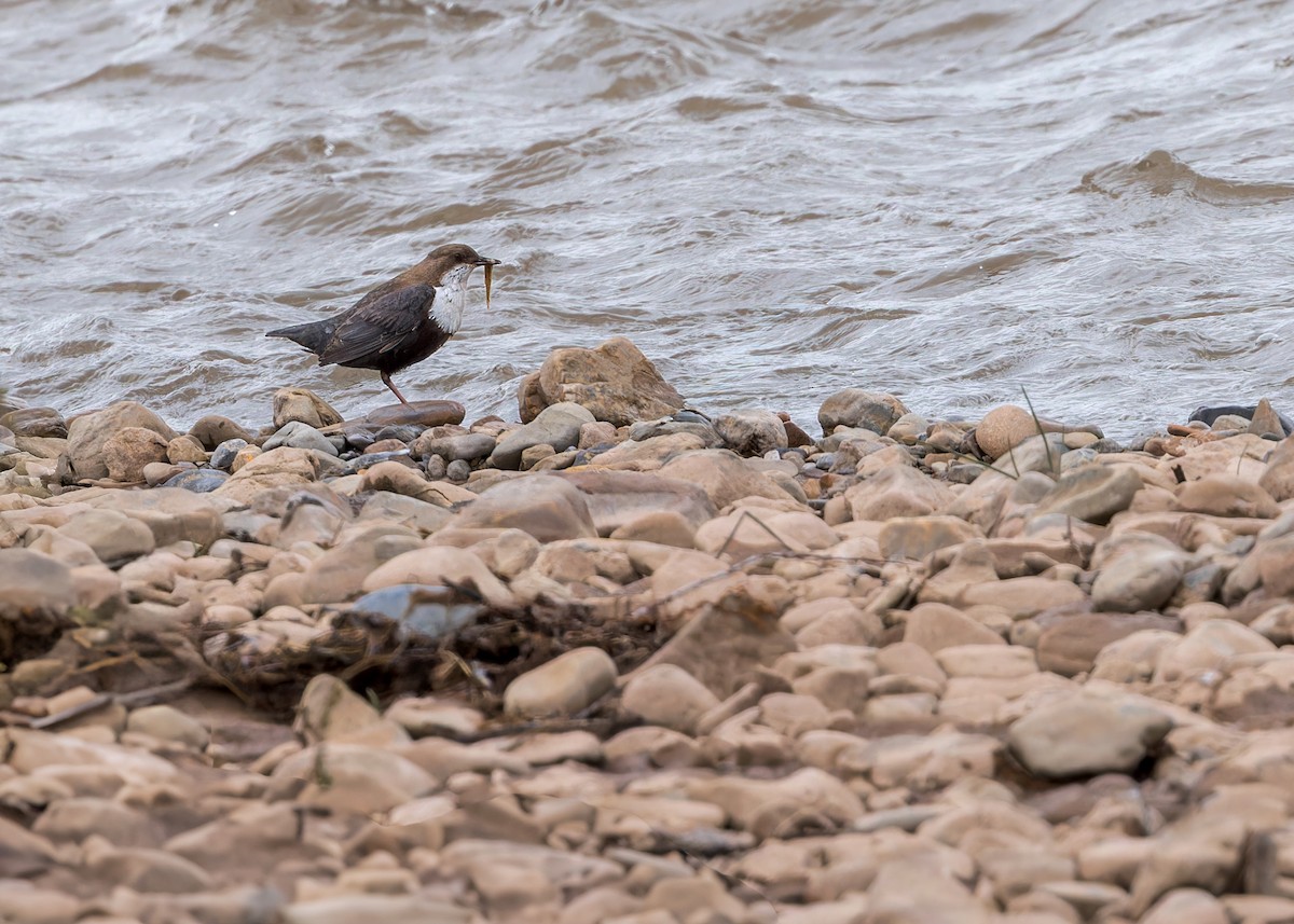 אמודאי הנחלים - ML646105260