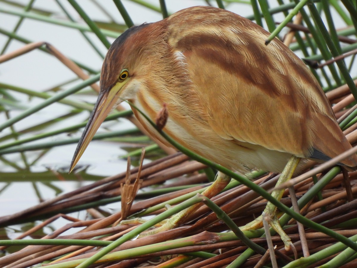 אנפית צהובה - ML646105261