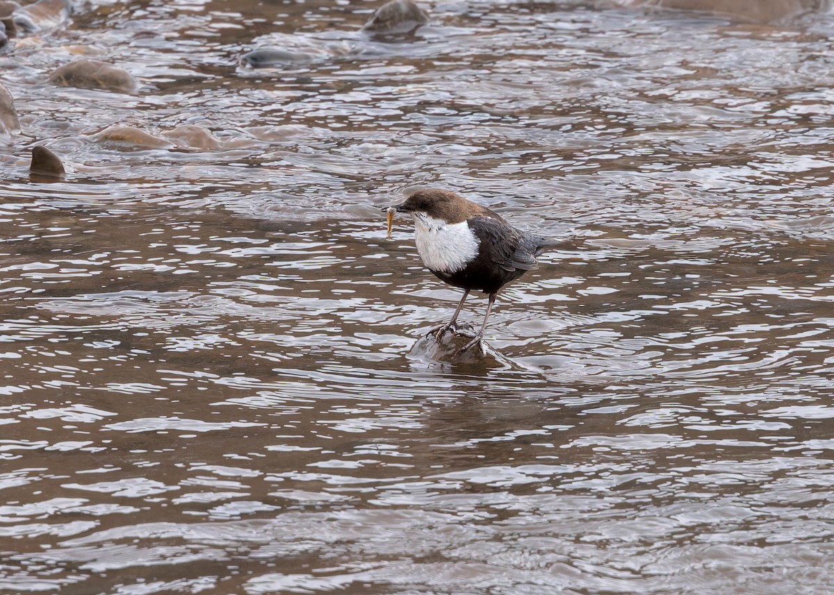 אמודאי הנחלים - ML646105262