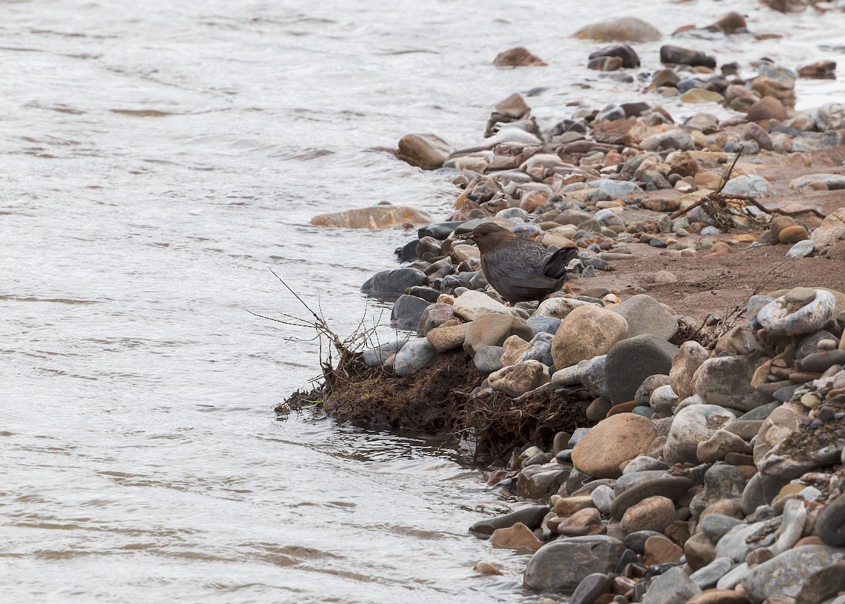 אמודאי הנחלים - ML646105263
