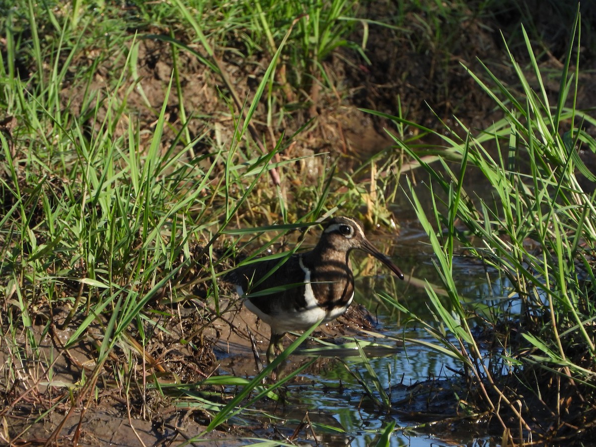 חרטומית בנגלית - ML646105264