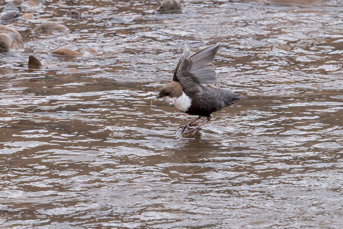 אמודאי הנחלים - ML646105265