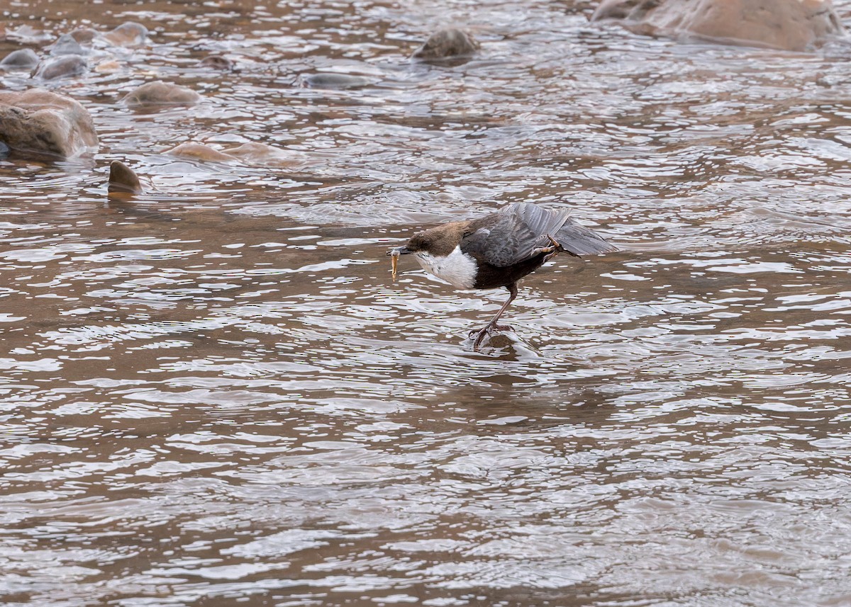 אמודאי הנחלים - ML646105266