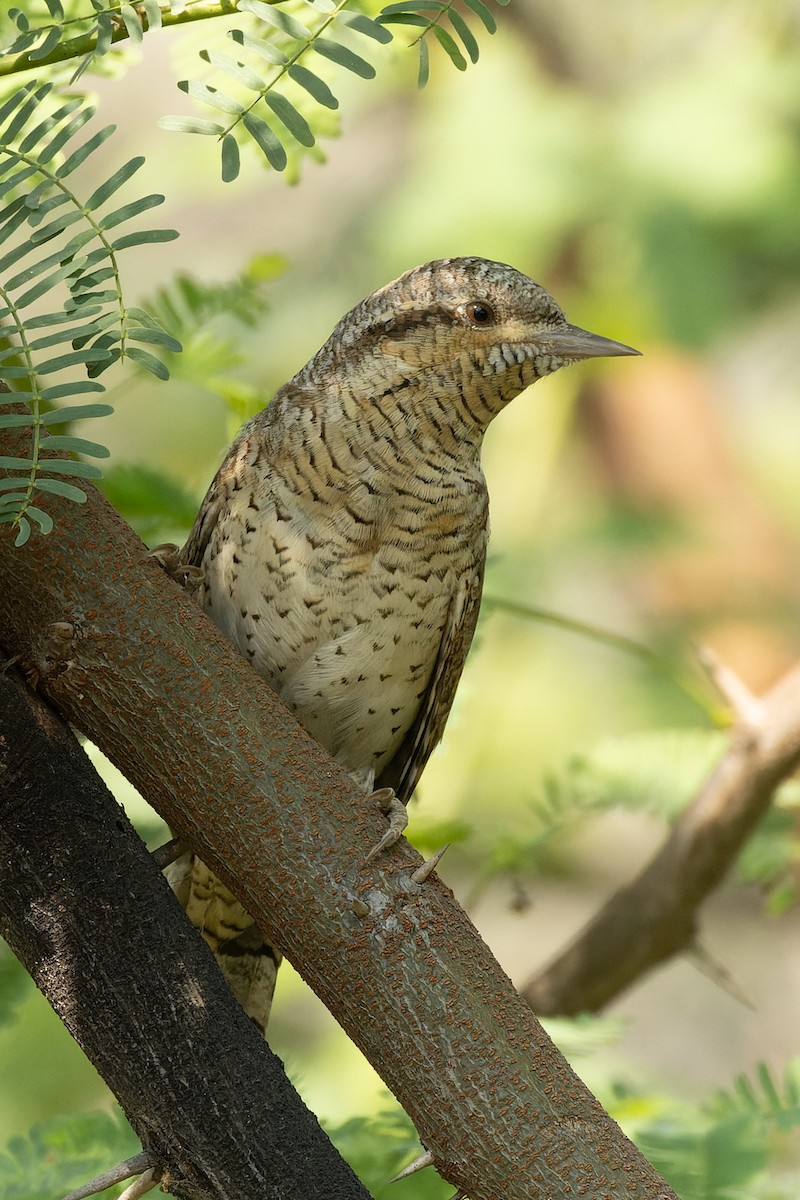 סבראש - ML646105267