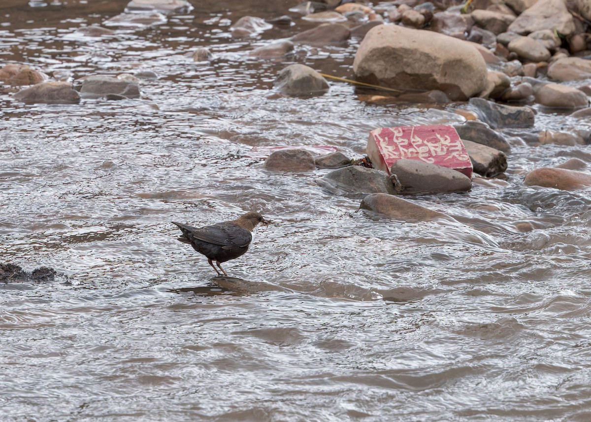 אמודאי הנחלים - ML646105268
