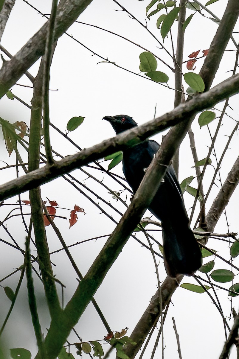 Black-billed Koel - ML646105269