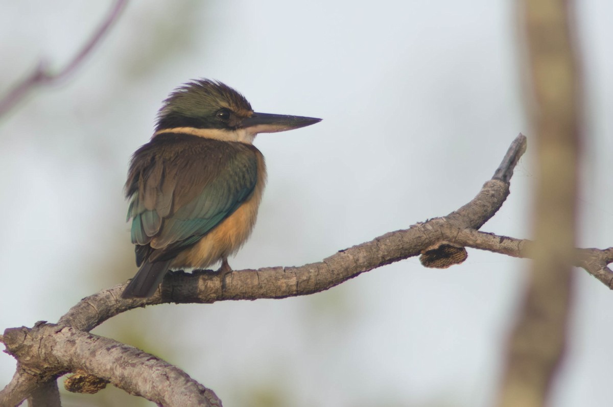Sacred Kingfisher - ML646105270