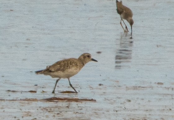 חופזי מנומר - ML646105271