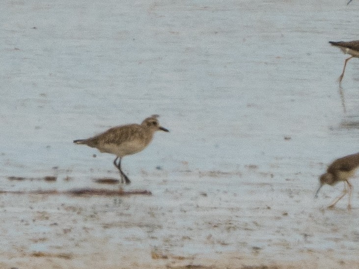 חופזי מנומר - ML646105272