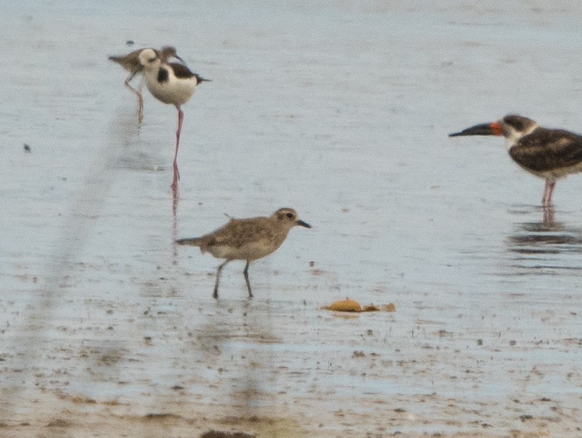 חופזי מנומר - ML646105273