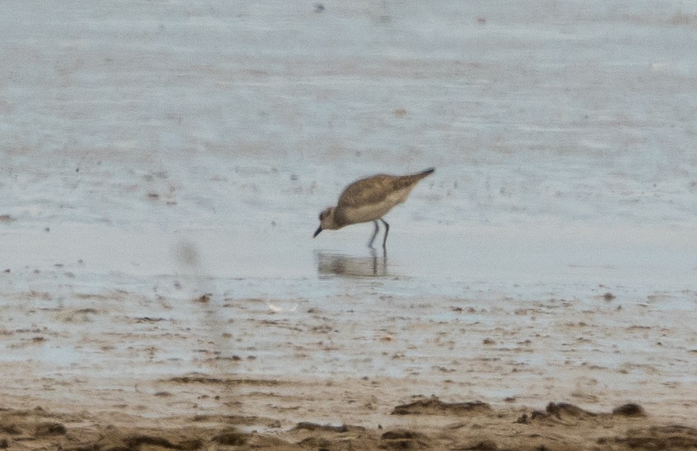 חופזי אמריקני - ML646105274