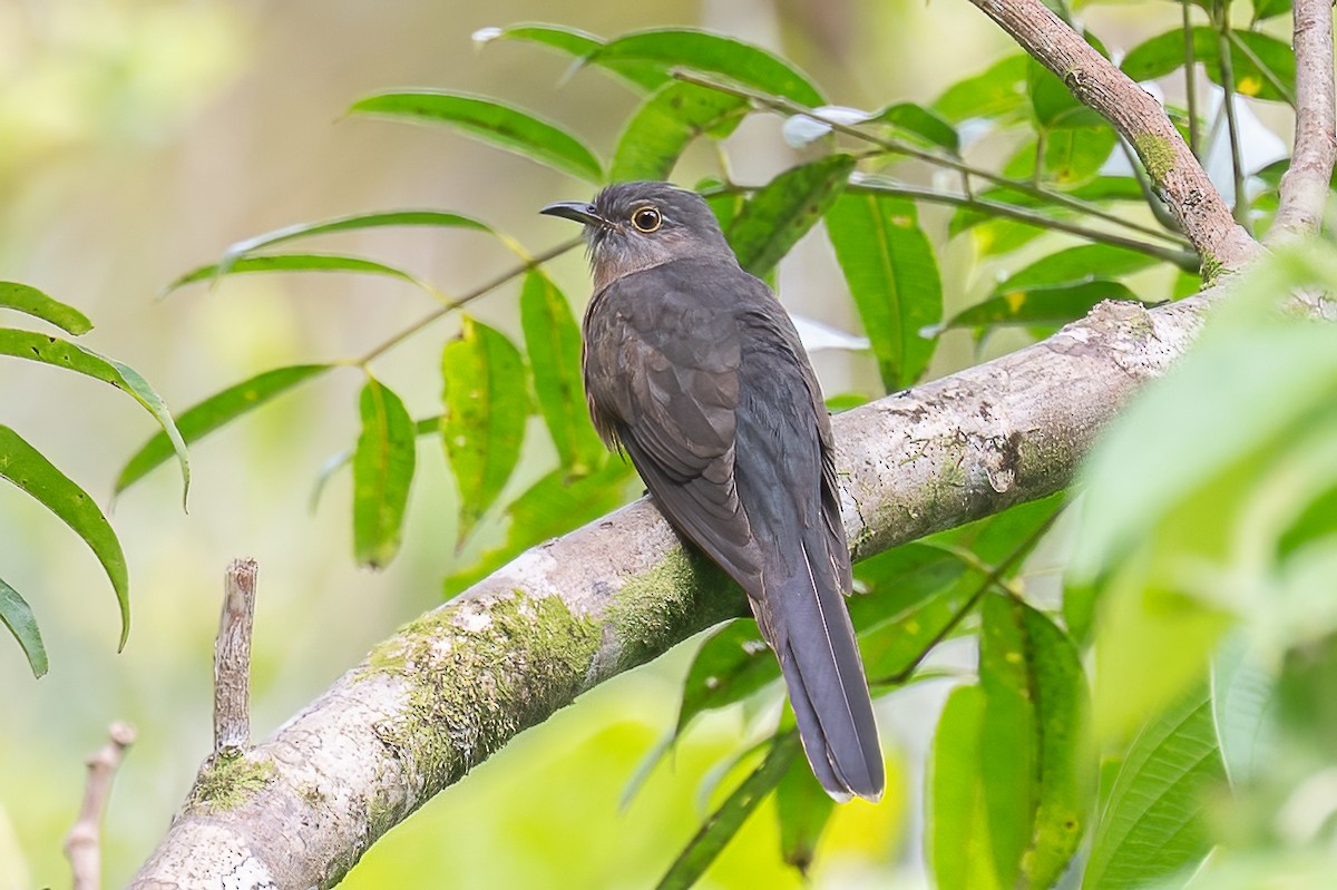 Sulawesi Brush Cuckoo - ML646105275