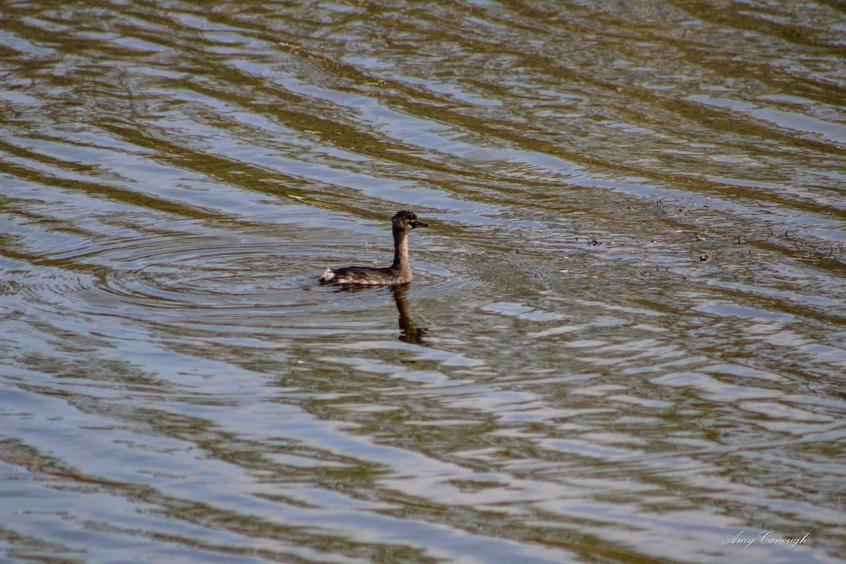 Least Grebe - ML646105276