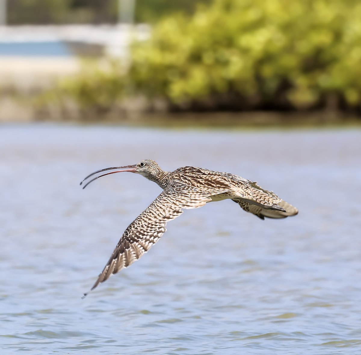 חרמשון מזרח רחוק - ML646105278