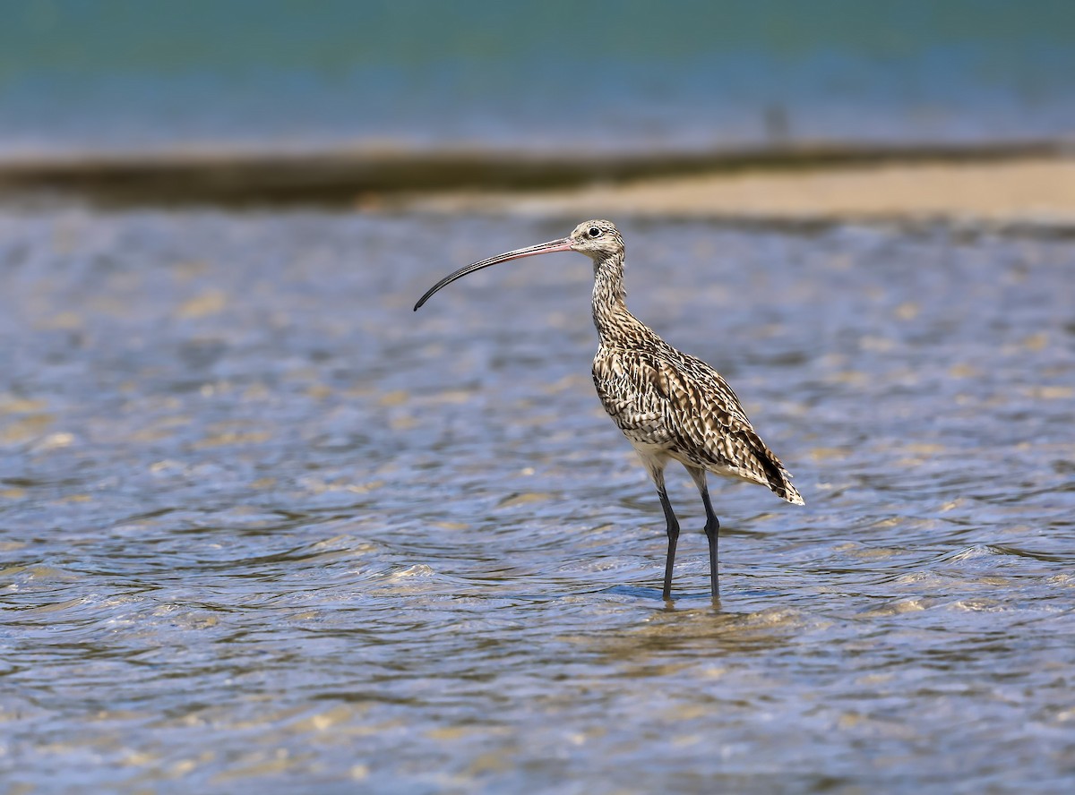 חרמשון מזרח רחוק - ML646105279