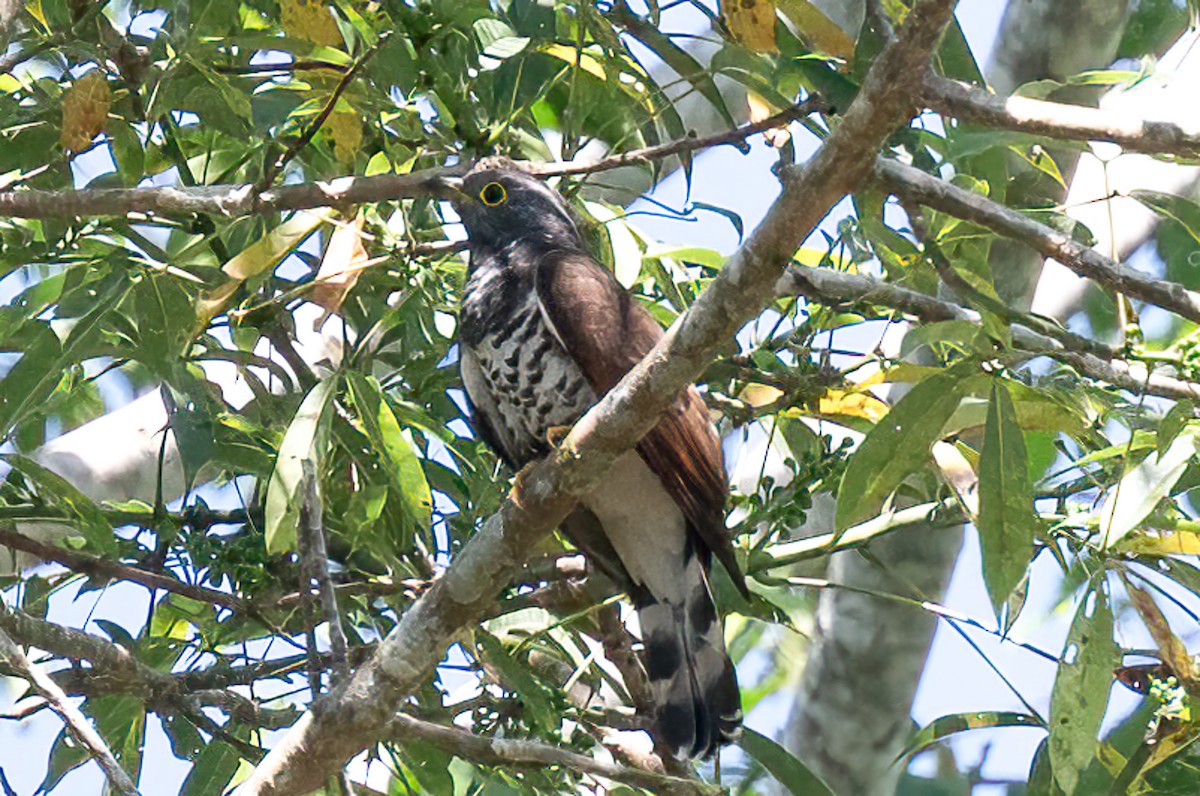 Sulawesi Cuckoo - ML646105280