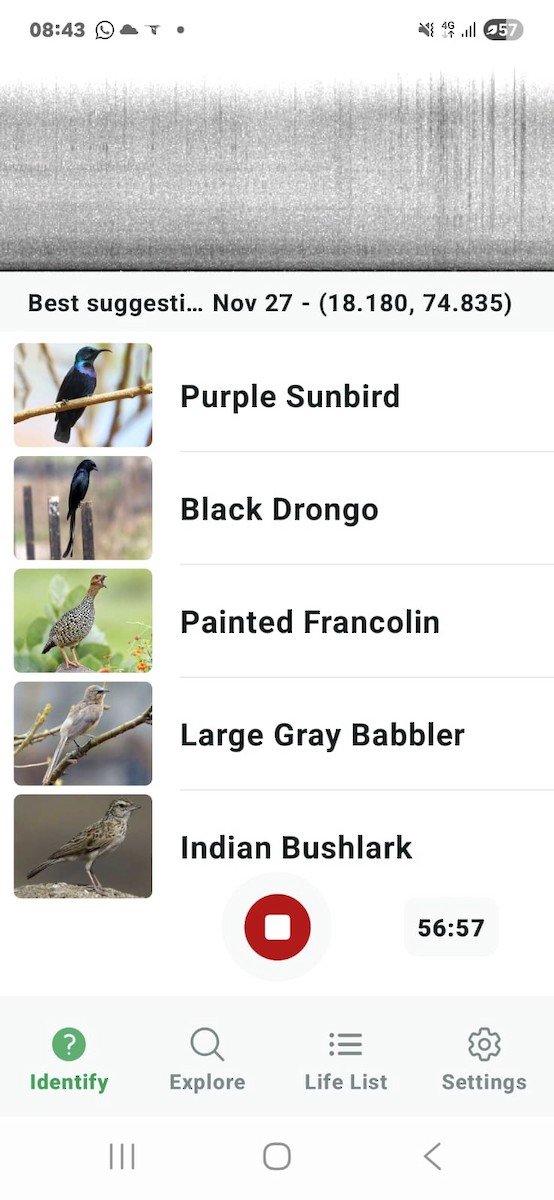 Painted Francolin - ML646105281