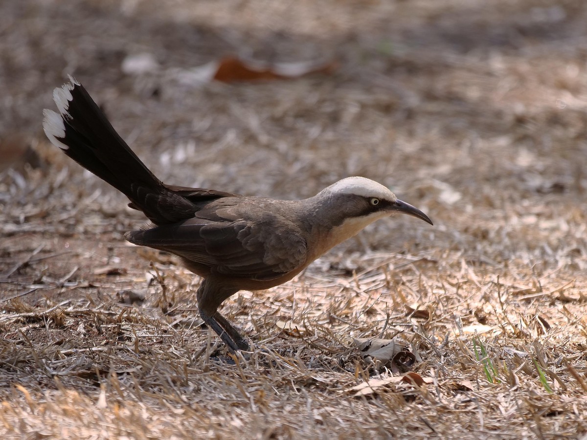 Gray-crowned Babbler - ML646105283